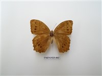 藏品(褐翅蔭眼蝶)的圖片